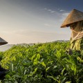 "Điểm mạnh" của 3 dòng trà nổi tiếng nhất Thái Nguyên 